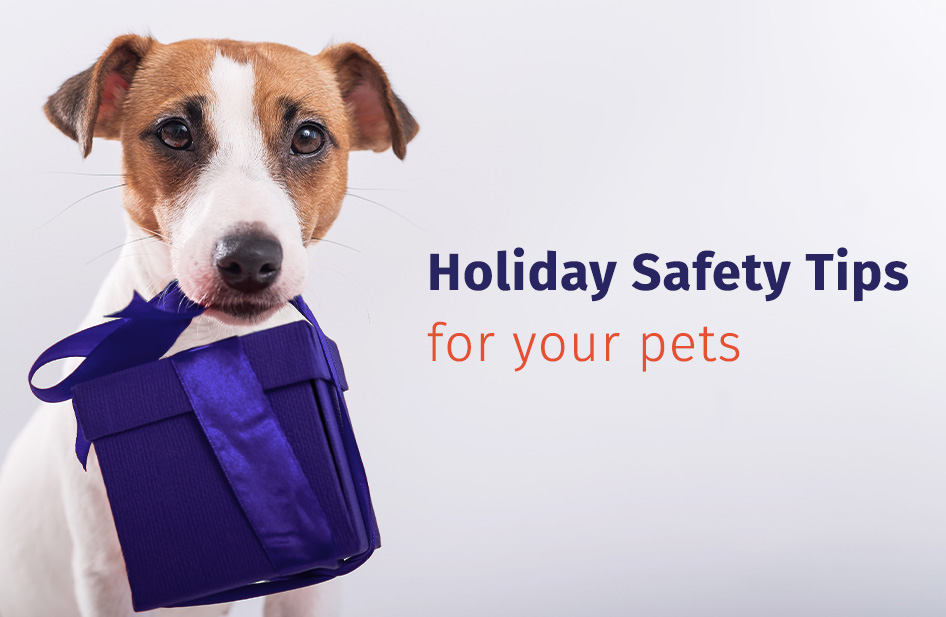 6 Tips for Keeping Your Pets Safe During the Holidays