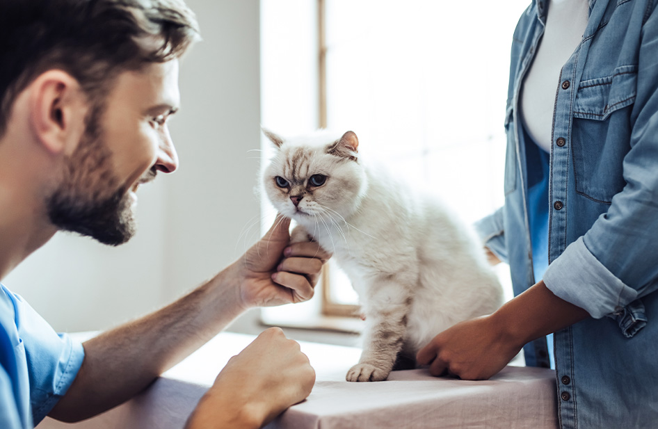 Veterinary Medicine Market Outlook: Opportunities to Grow and Improve Patient Care