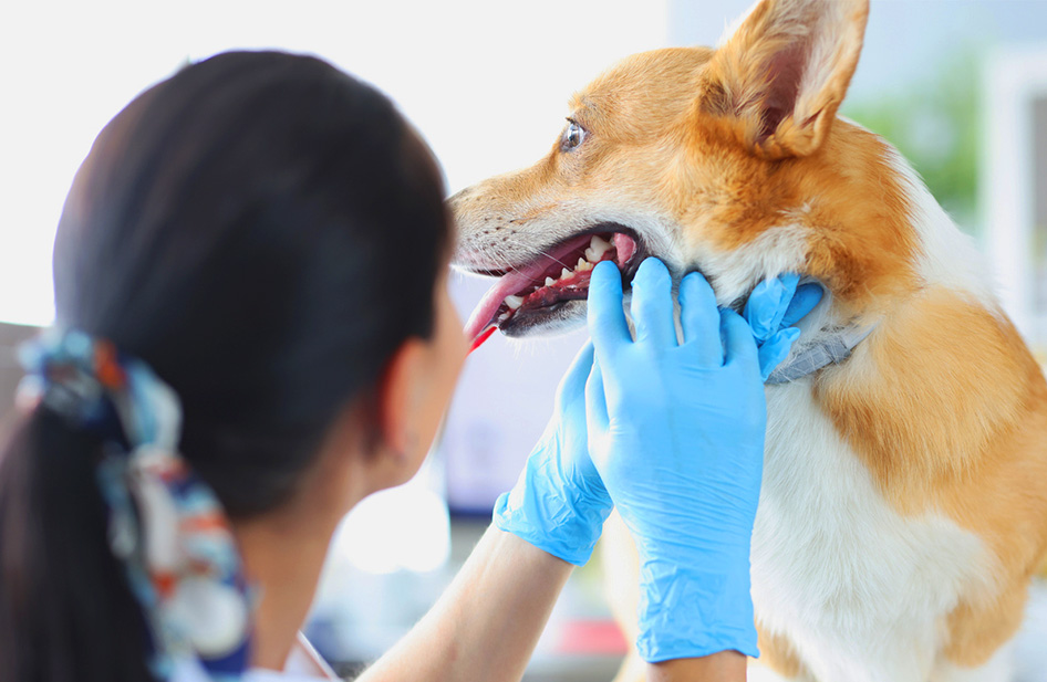 National Pet Dental Health Month: How to Provide the Best Dental Care for Your Patients