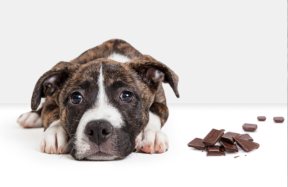 Poison Prevention Month: How to Educate Clients on Preventing Pet Poisoning