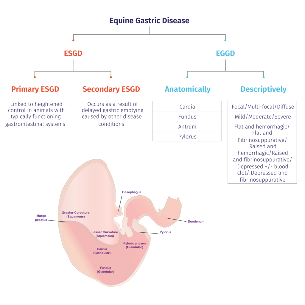equine gastric disease condition comparisons