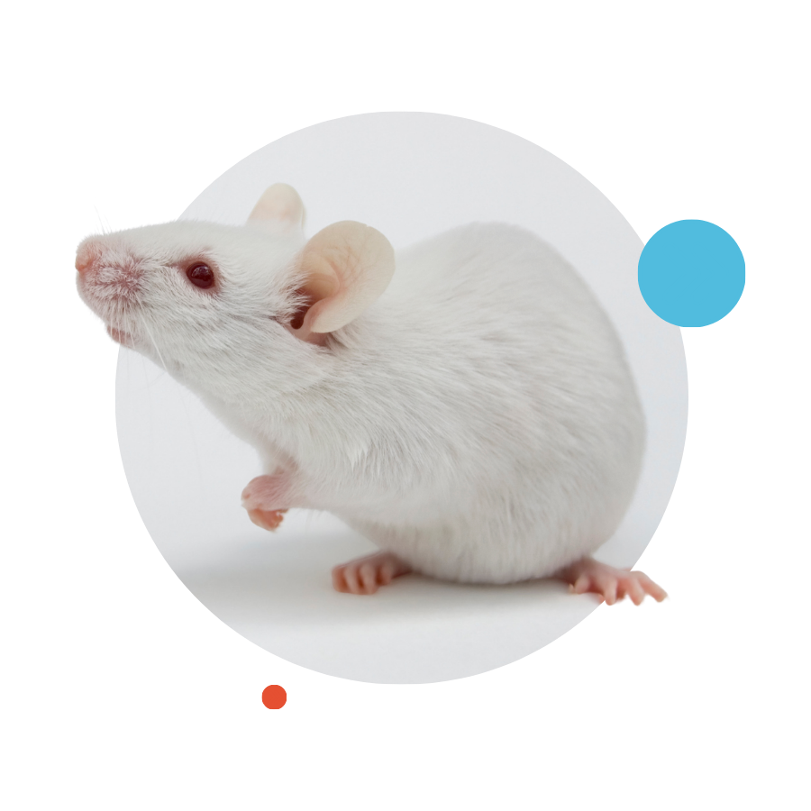 lab-rat-on-gray-circle