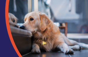 pet anxiety
